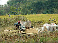 Reisbauern bei der Arbeit