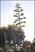 Agave along the road