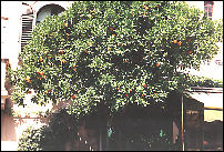 orange tree