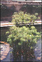 Arethusa Fountain with papyrus plants