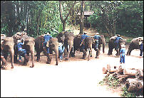 Chiang Mai, elefantencamp - Als Grußkarte versenden