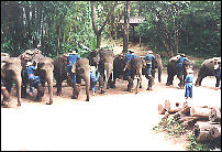 Chiang Mai, elefantencamp - Als Grukarte versenden