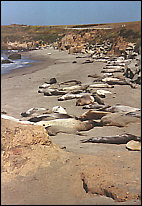 Sealions as far as you can see