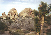 Joshua Tree, Slip Rock Felsen - Als Grukarte versenden