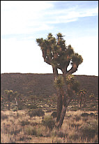 Joshua Tree