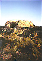 Joshua Tree - send as a greeting card