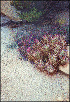 Blooming Cactuses