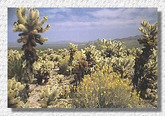 Cactus Garden im Joshua Tree