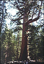 Mammoth Tree